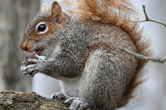 Gray squirrel with acorn on a tree limb