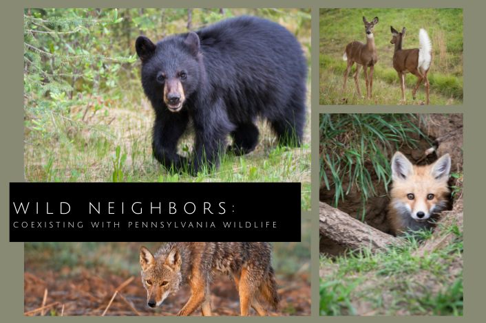 Wild Animals native to Pennsylvania - black bear, coyote, white tail deer and red fox