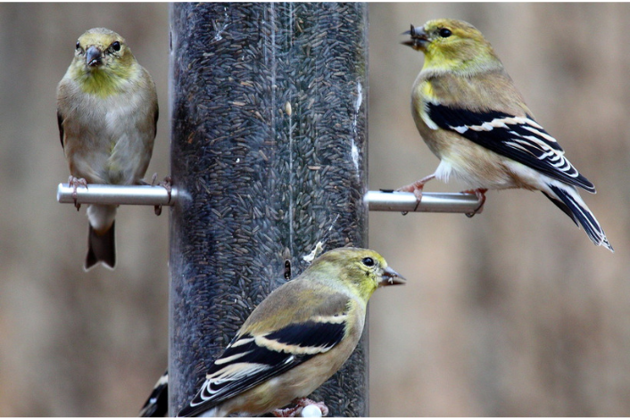three birds sitting on bird feeder poles