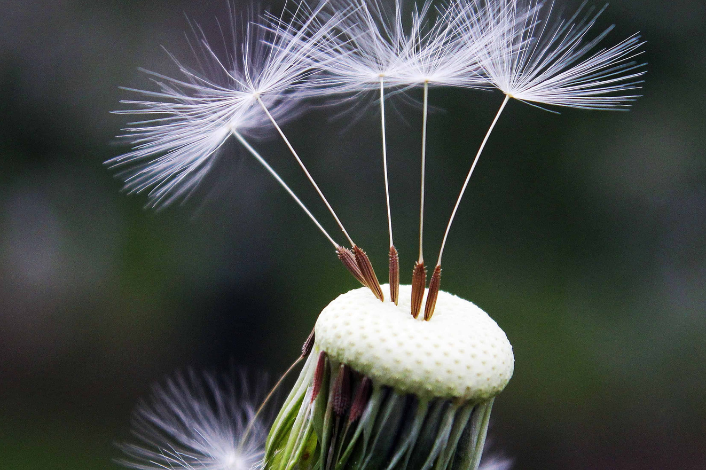 dandelion seed