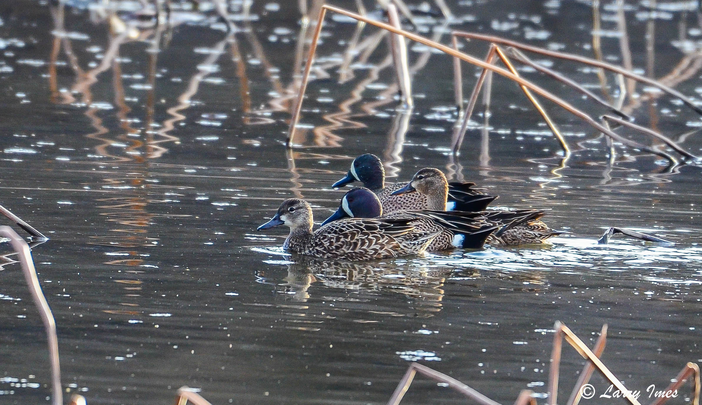 Four female mallard ducks swimming in water with reeds in the background