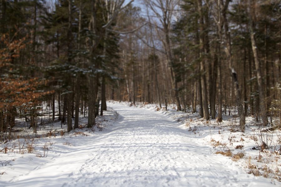 Path covered in snow in the middle of a pine tree forest