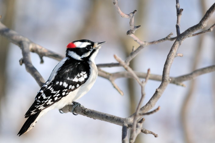 downy woodpecker perched on a tree branch