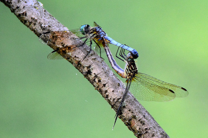 Two dragonflies