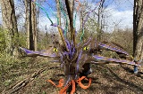Outdoor Art Installation Dragons on the Woods