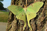 Luna moth on tree