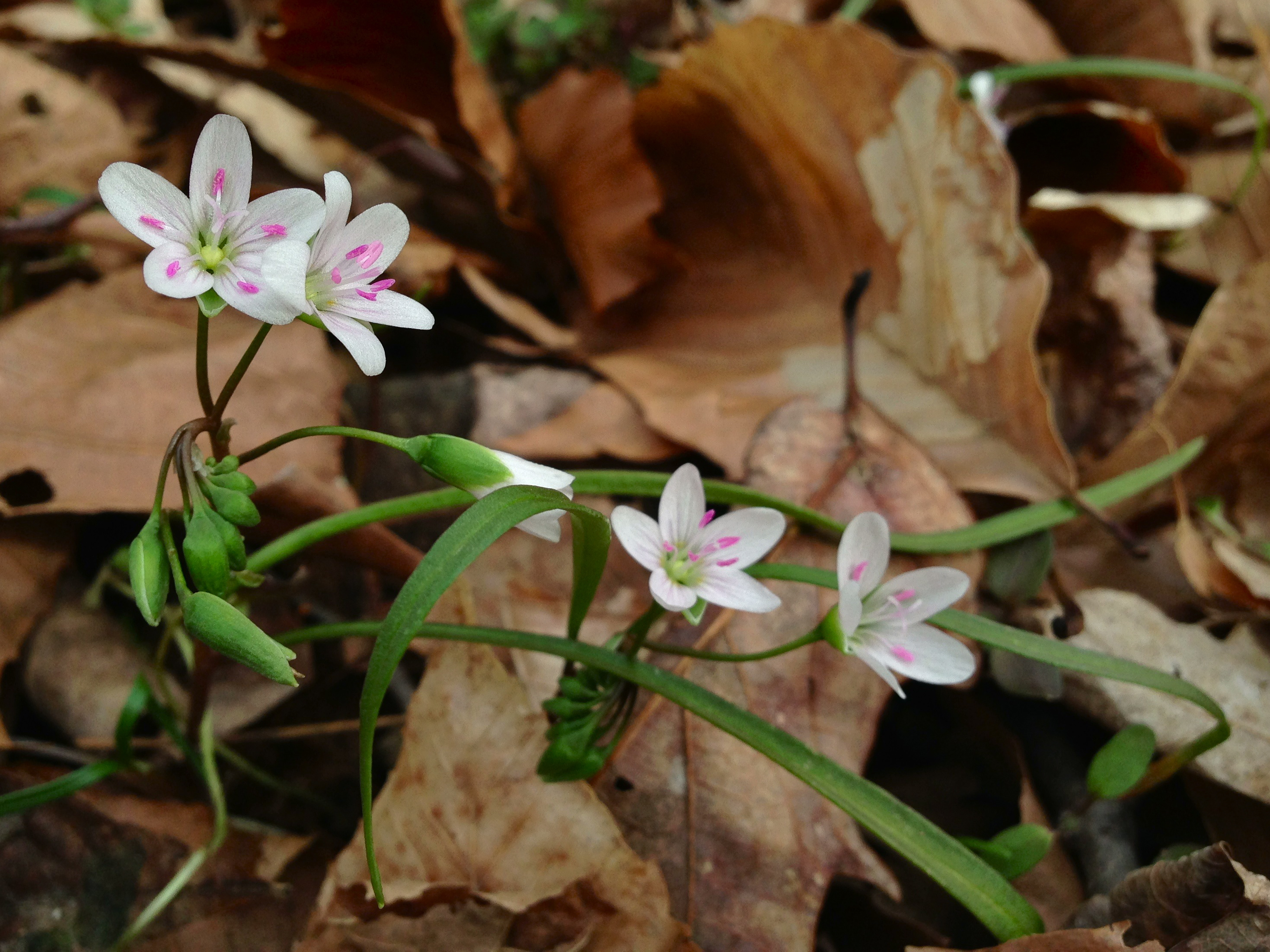 Four small white petal flowers growing in leaves