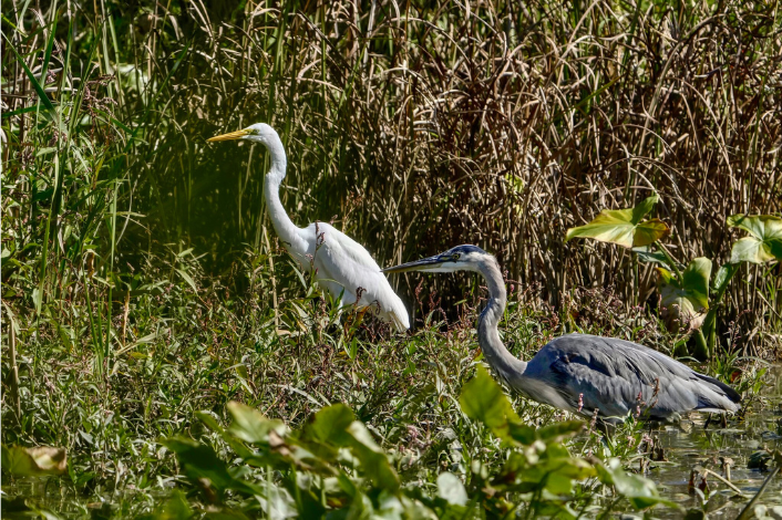 Large white and grey Egrets in a wetland area