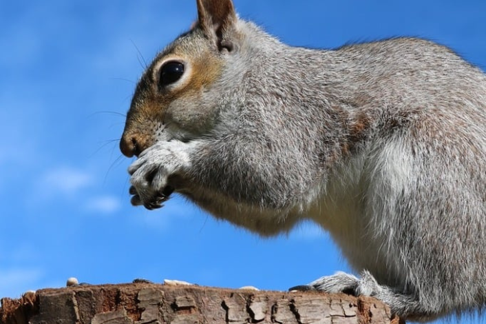 Squirrel breaking an acorn open