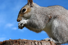 Squirrel breaking an acorn open
