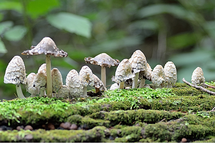 Mushrooms growing on a log