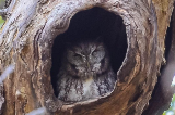 Owl in a tree