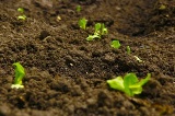 small seedlings popping up through garden soil