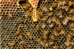 Bees in a hive full of honey