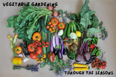 Collage of freshly picked vegetables from the garden