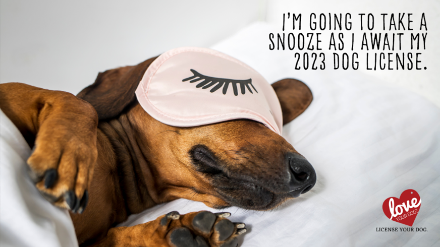 Dog License 2023 A A dog lays in a bed with a sleep cover on its eyes.