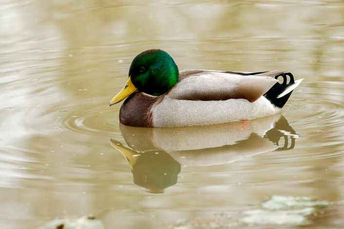 Mallard duck floating in water