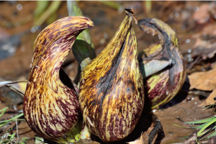 Skunk cabbage plant
