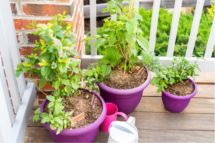 Plants in purple pots on a deck with a watering can beside them