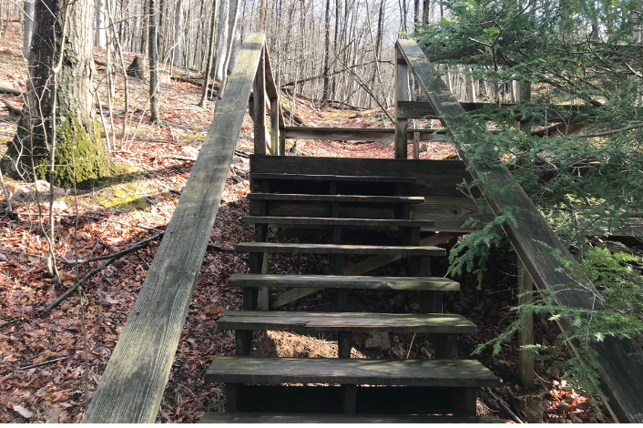 Wooden steps leading to a wooded trail