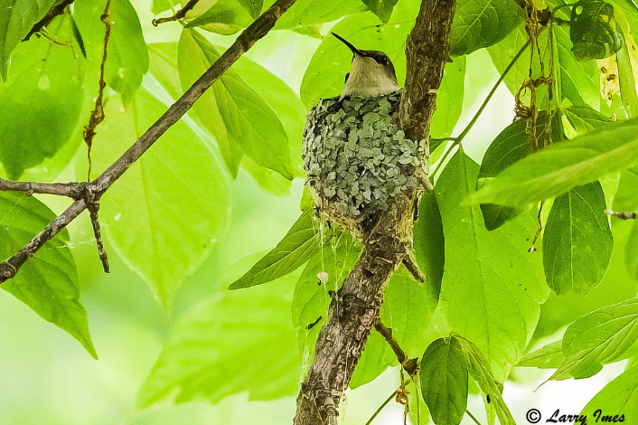 Bird in a nest in a tree with green leaves