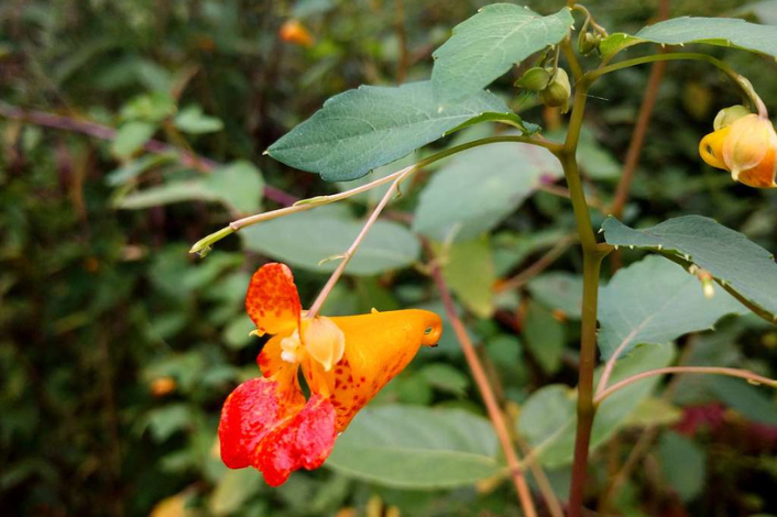 jewelweed in bloom outside