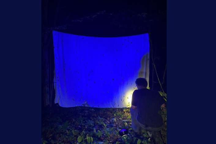 Bugs gathered on a sheet outside at night