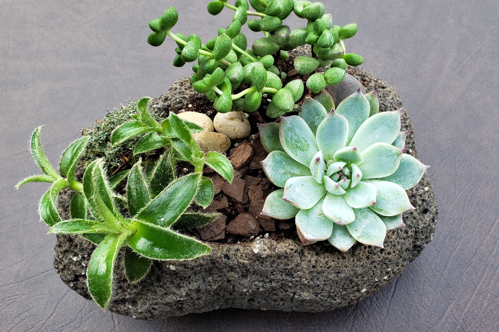 succulents in a stone planter