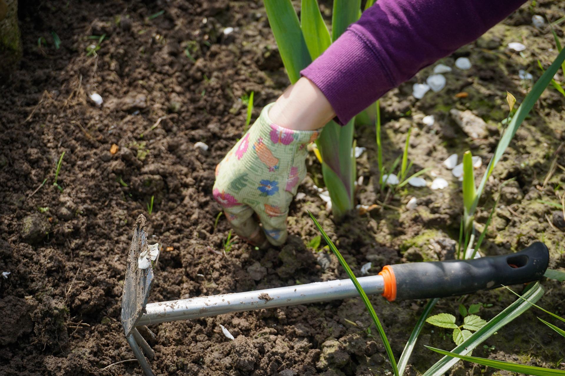 Hands working in soil wearing a garden glove and using a tool