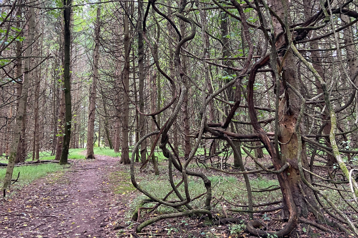 Trail surrounded by trees at Detweiler Park