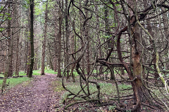 Trail surrounded by trees at Detweiler Park
