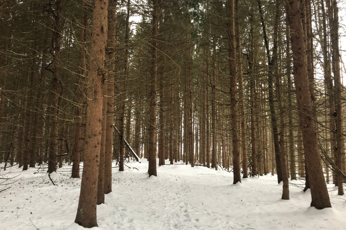 Forest of trees with snow on the ground