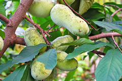 Native Paw Paw tree fruit