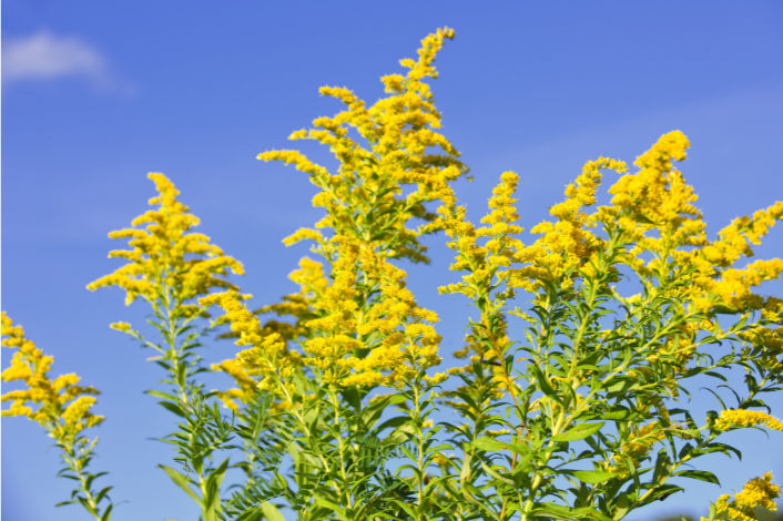 Goldenrod flowers against a blue sky