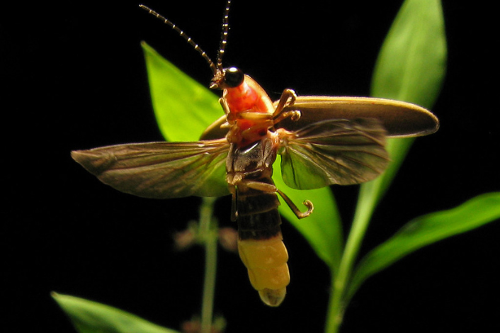 Firefly outside