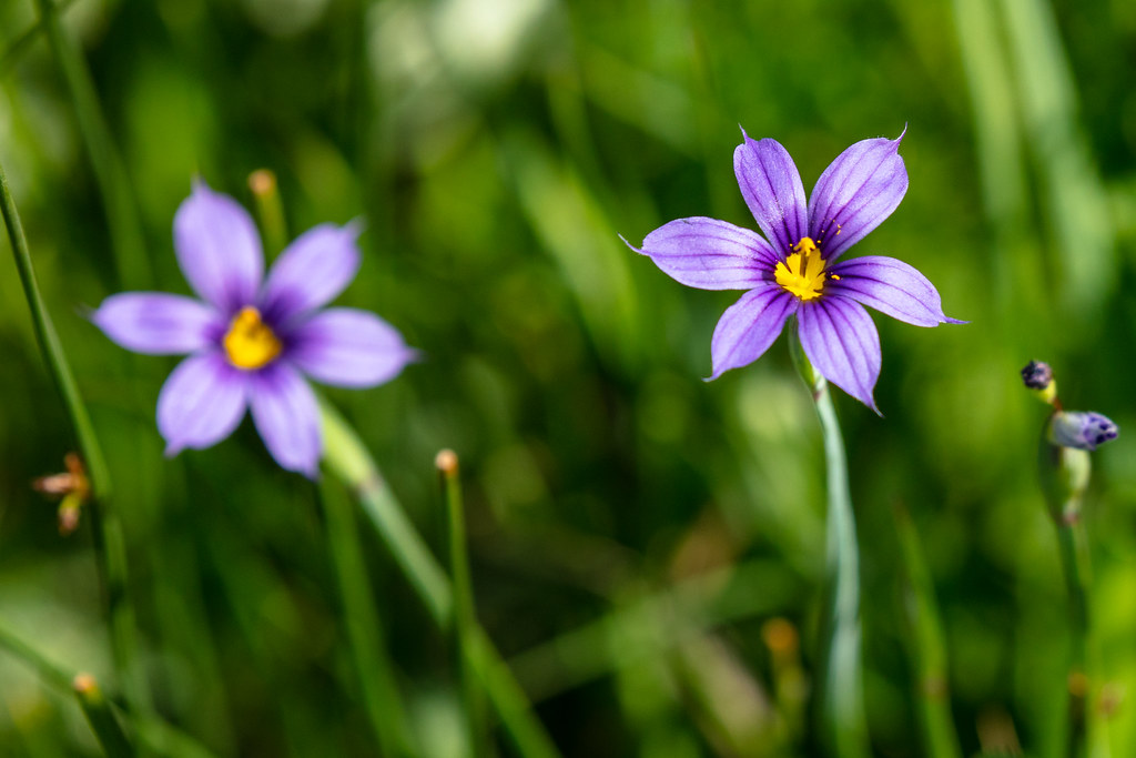 blue flowering blooming outside