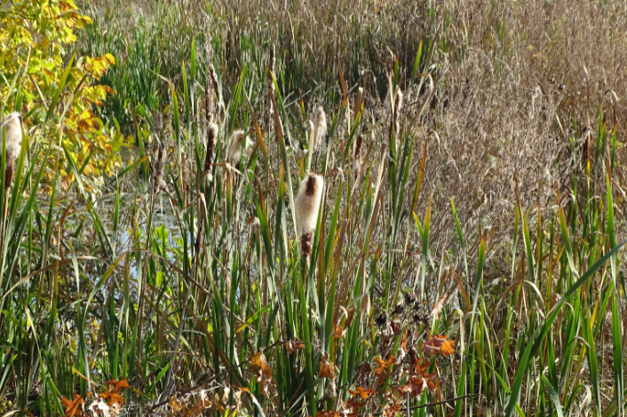 Wildwood Park Fall Image