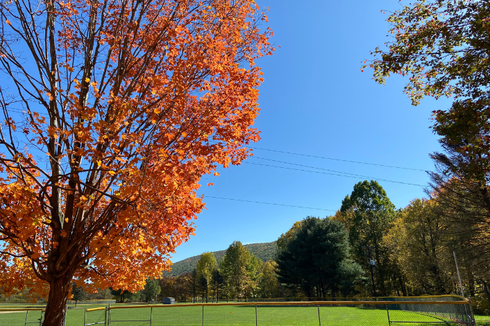 Field with fall trees
