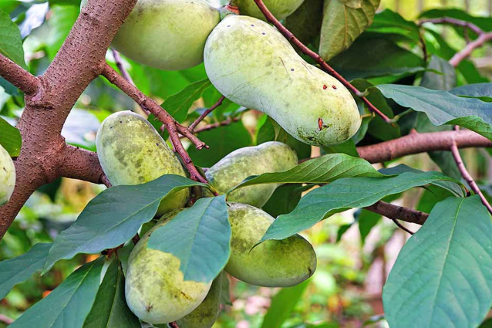Paw paws in a tree