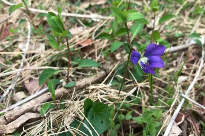 ground with grass and twigs and an emerging purple flower