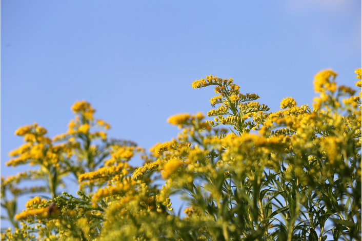 Goldenrod Flowers