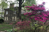 Red bud tree blooming in front of mansion