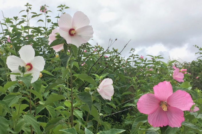 Rose mallow flower