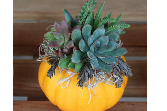 Carved pumpkin with succulents growing out of the top