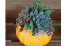 Carved pumpkin with succulents growing out of the top
