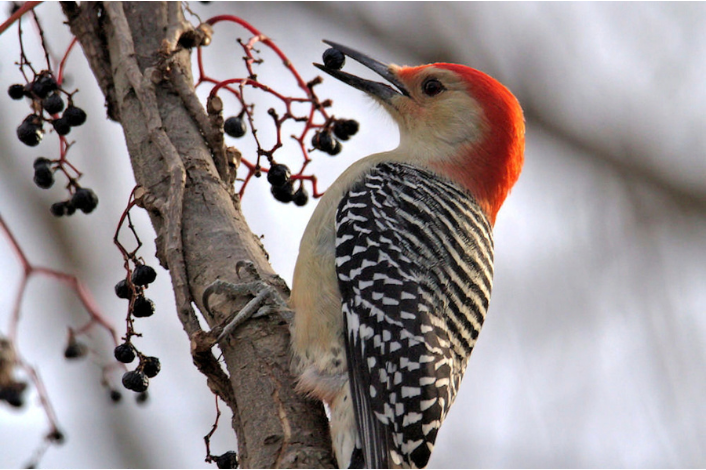Woodpecker bird in a tree