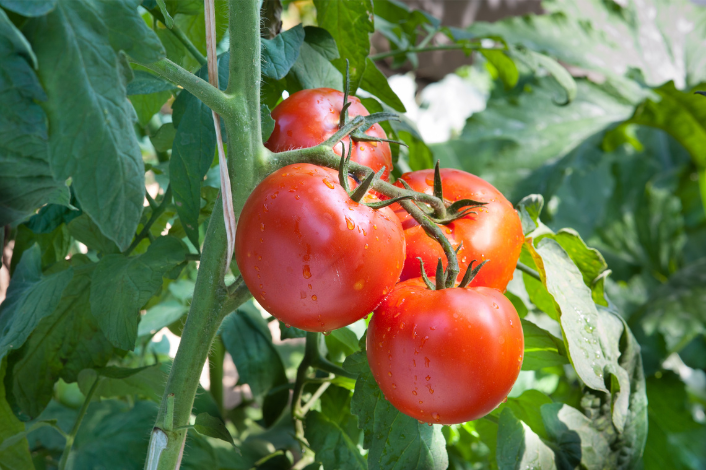 Tomatoes ripe on the vine