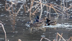 Four female mallard ducks swimming in water with reeds in the background