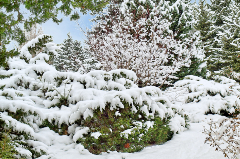 Trees and bushes covered in snow