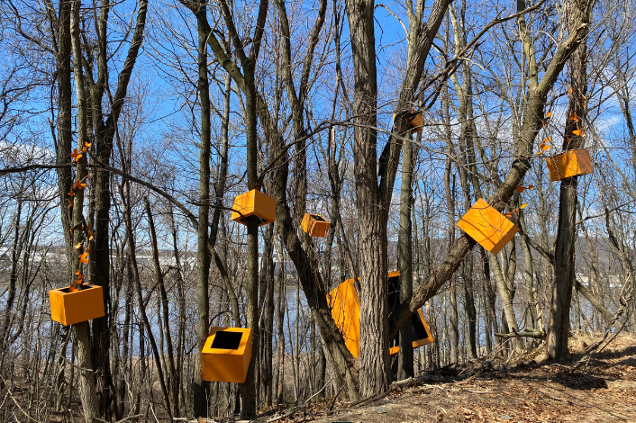 Trees at Wildwood Park with orange art boxes for an outdoor sculpture